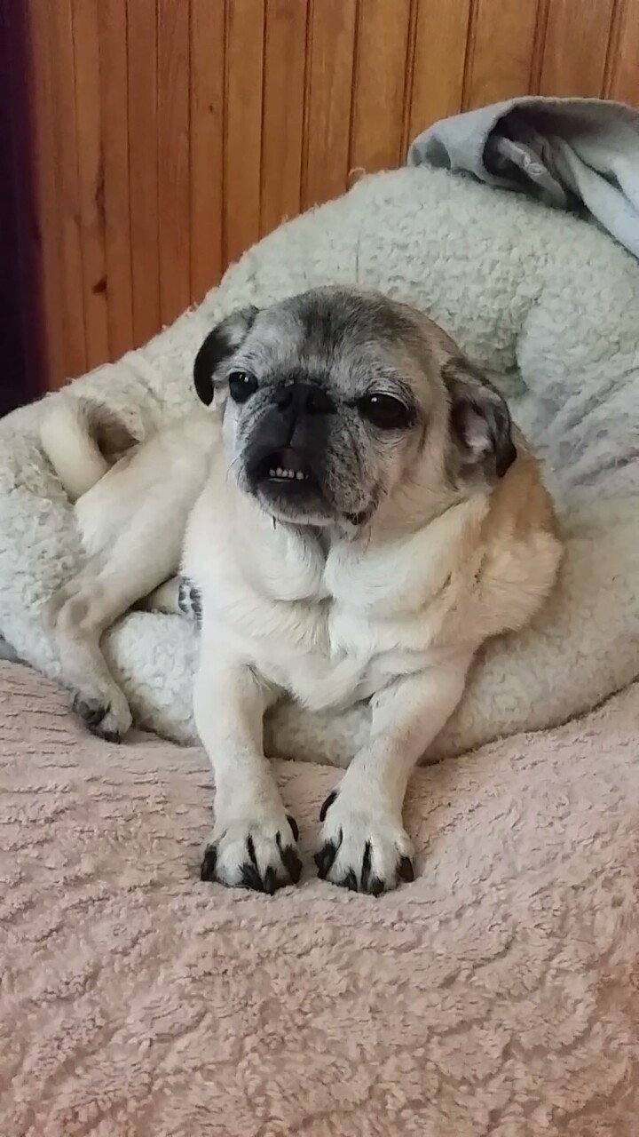 2jam4u:  egwood:  baby pug daughter  THANK YOU FOR SHOWING ME THIS