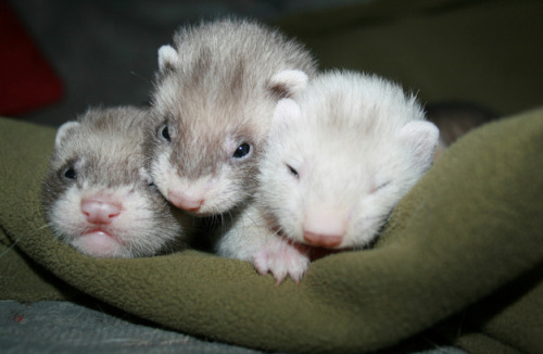 ferretsof:  hajandradeye:   FYI, Baby Ferrets Are Really Cute  Omg ❤️❤️❤️❤️❤️ 