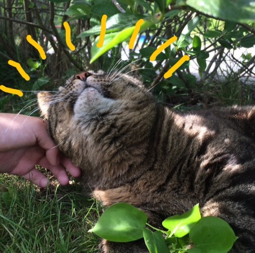 ananasbarn:This is my cat. He likes flowers