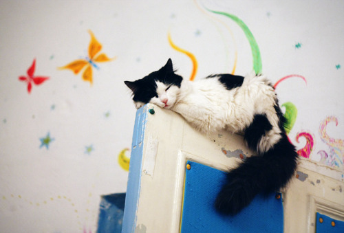 cat-parlour:  Tosya ♡ 