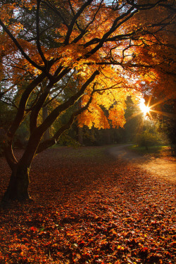 bluepueblo:  Autumn Sunset, Herbst, Germany
