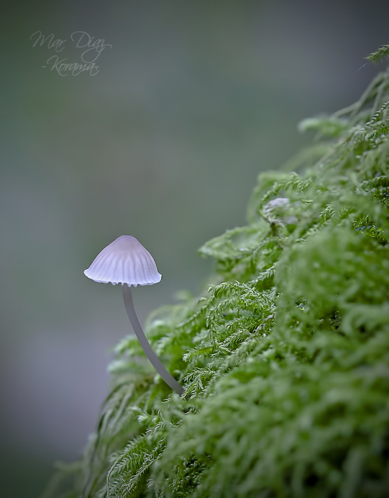 blooms-and-shrooms:   	- El Secreto de las Hadas - by Mar Díaz -Korama-    	Via