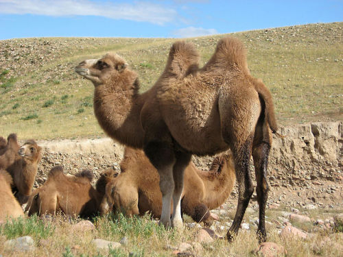 cool-critters:Bactrian camel (Camelus bactrianus)The Bactrian camel is a large, even-toed ungulate n