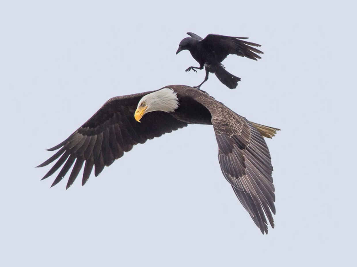 blazepress: Thug life level: crow. 