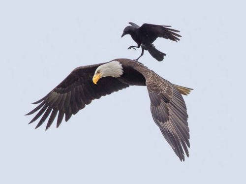 blazepress: Thug life level: crow. 