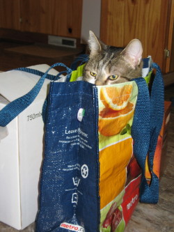 getoutoftherecat:  he was lying on the straps so i told him to get off. he got in the bag instead.