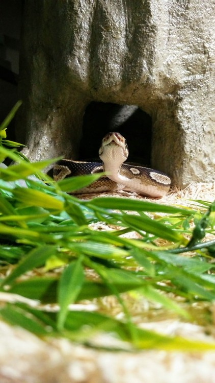 Andromeda emerges from her cave to greet you!