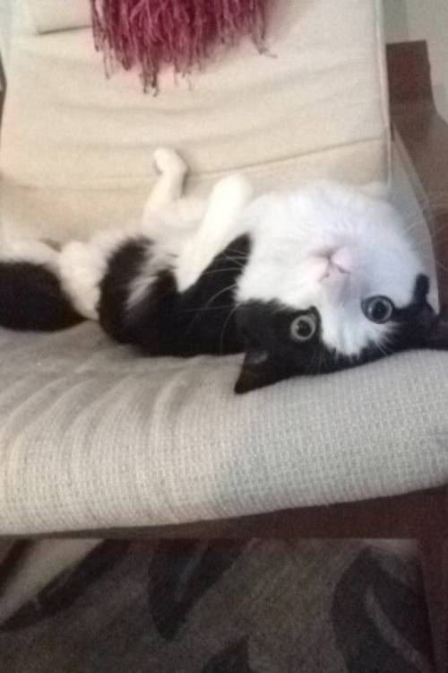 cutesader: SOMEONE make my cat into a meme