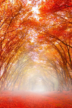 wanderlusteurope: Fiery autumn, Romania