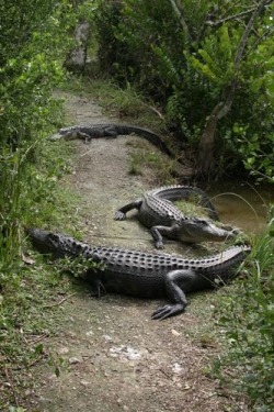 youknowyoureafloridianwhen:  Florida trail hazards 