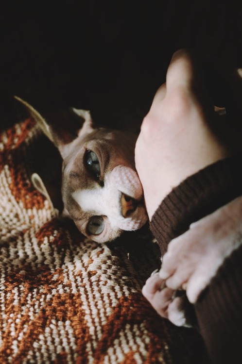 sphynx cat