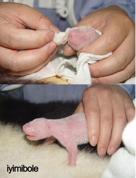 espirisiniaciklayankiz:iyimibole:yerim lan.jYa çok sevimli be 🐼🐼🐼