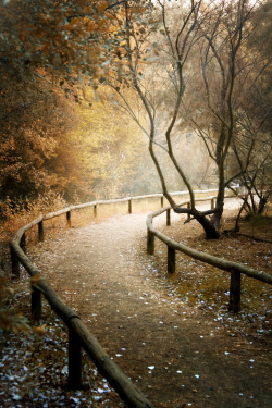 unwrittennature:  wood&light. Zu Sanchez photography (by