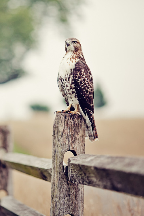 plasmatics-life:  Falcon - Eagle - Fence- Bokeh