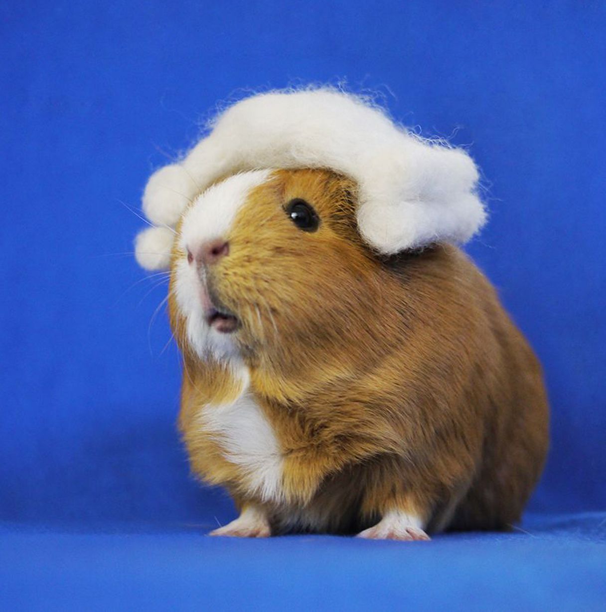 reallycuteanimalpictures:  www.mirror.co.uk