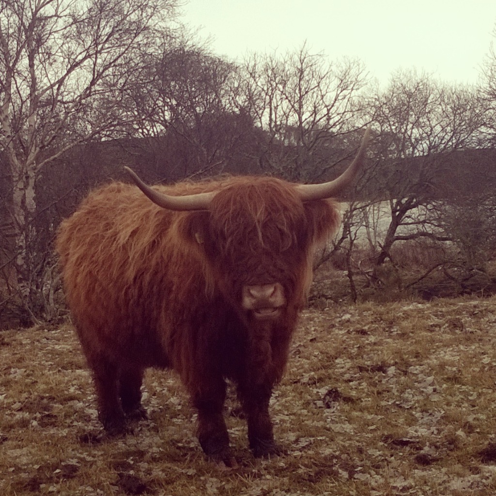 Higland Cow, Duirinish Scotland