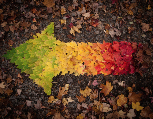 Porn Pics nubbsgalore:  the autumnal colour spectrum