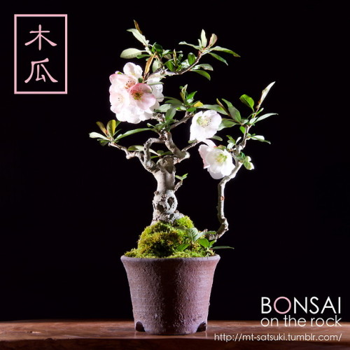 木瓜（ボケ）の盆栽BOKEH, Japanese Quince bonsai2018.4.7 撮影bonsai on the rock| Creema | BASE | Zazzle.co.jp | 