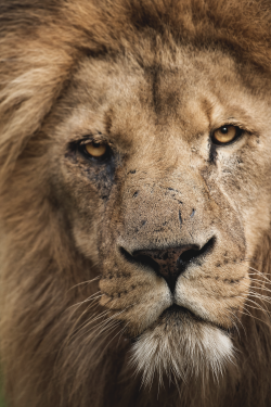 vxpo:  Lion by Colin Langford | Vanity-Exposition