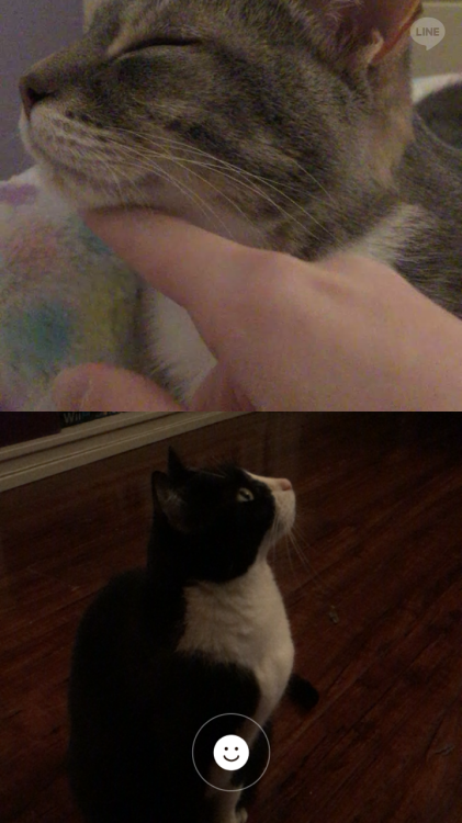 In which @boss-cat and @rainbowdaily video chat each other