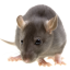 ratgirlgf