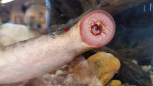 Falling FishThe toothed Arctic Lamprey fish (Lethenteron camtschaticum) looks a bit like a monster o