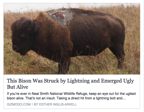 andalusiancats:snow-anne:spacedyke:this buffalo is beautiful, fuck your hateWe love you, beautiful b