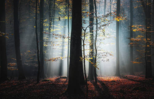 Trees In The Light by Carsten Meyerdierks