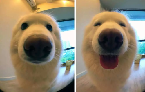 sixpenceeeblog: A dog before and after being called a “good boy”. Dogs are precious and I want all o