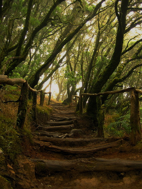 Path in Parque nacional de Garajonay, Canary Islands, Spain (by iwishuwerehere).