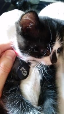 redditfront:My girlfriend let me engrave our kitten’s tag.