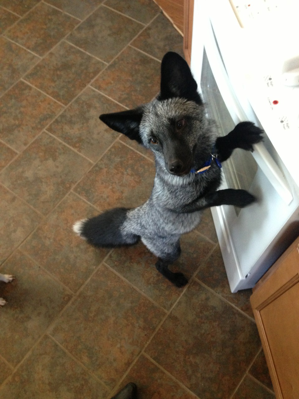 sea-dilemma:  solidgoldleg:  maythefoxbewithyou:  Sometimes when I’m having a bad
