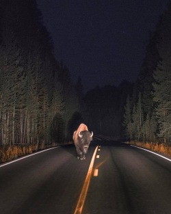 thouartadeadthing:Night encounter in Yellowstone National Park-Michael