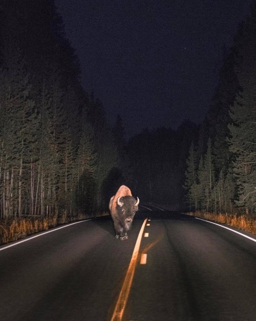 thouartadeadthing:Night encounter in Yellowstone National Park-Michael Block
