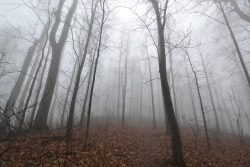 90377:  Thick Fog by cs_hammer on Flickr.
