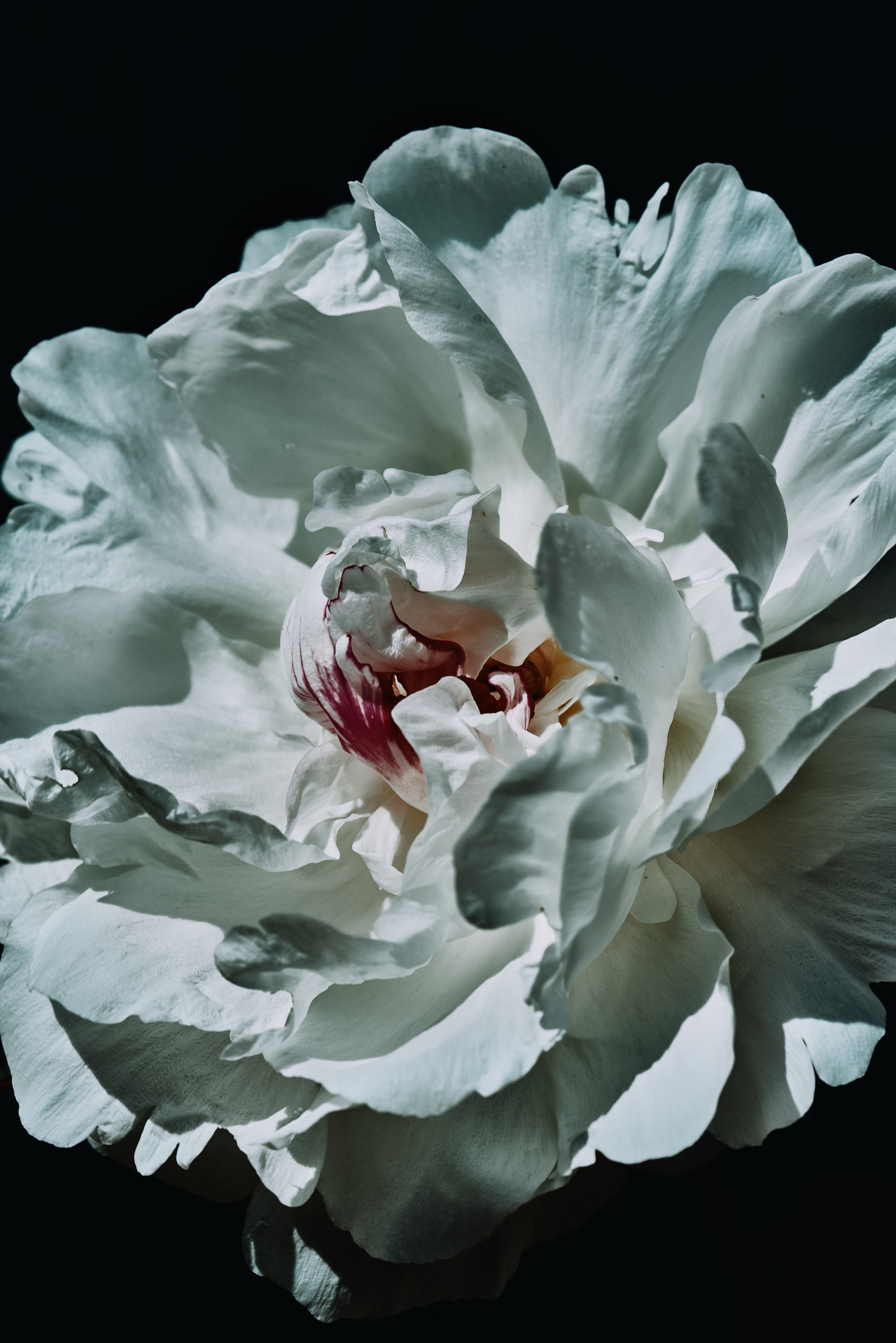 Pivoine from my garden
Photo : Frederic Sofiyana