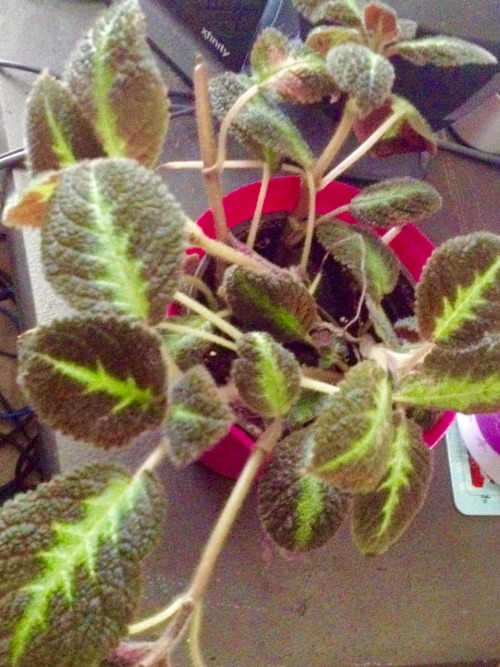 misadventured-piteous-overthrows:mattdoux:plantyhamchuk:teratocybernetics:a plant i picked up last n