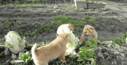 gifsboom:  Puppies vs. Cabbage. [video]