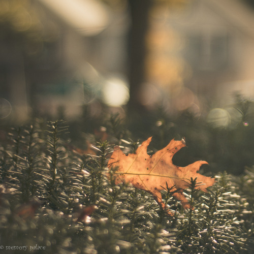~autumn In Long Island~