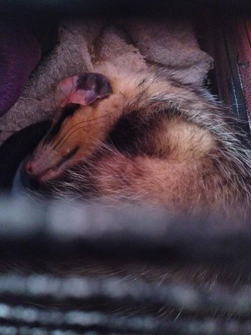 opossummypossum:Opossum fact: Their ears are so big and flexible so they can protect the ear canal f