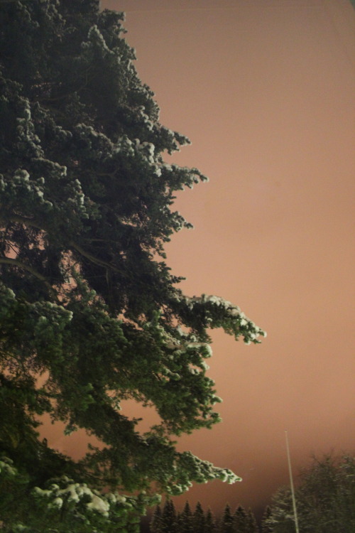 plantcosmos:  its 142am i cant sleep and the streetlights make the sky look red 