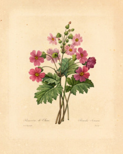 laclefdescoeurs:  Primula Sinensis, 1827-33, Pierre-Joseph Redouté 