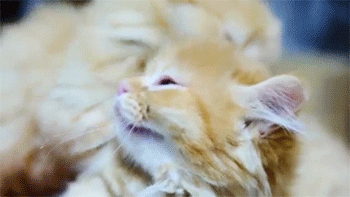 sizvideos:  Kittens sumo wrestling - Video 