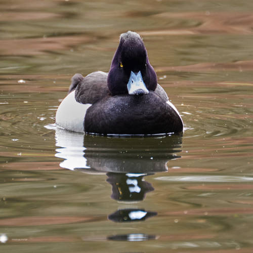 besidethepath: I wish a relaxing Sunday with these Tufted ducks (16.3. &amp; 21.4.22)