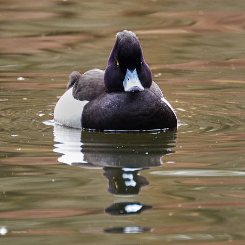 besidethepath: I wish a relaxing Sunday with these Tufted ducks (16.3. & 21.4.22)