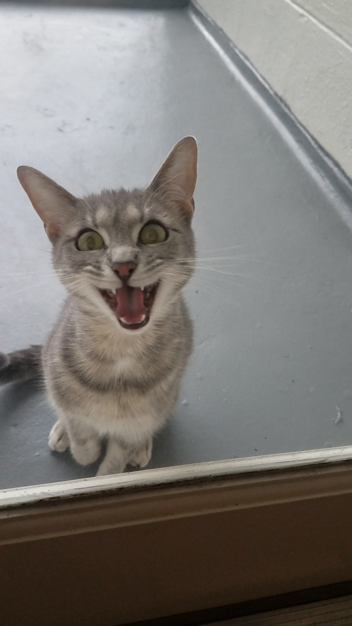 boomerangjr: “Aaaaaaaa!!!!”  – Grayson :D