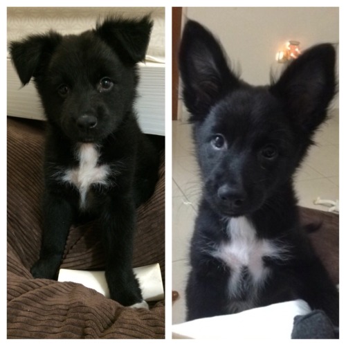 awwww-cute:A month ago I found this girl in the woods. Today, she popped up her ears! Meet Mila