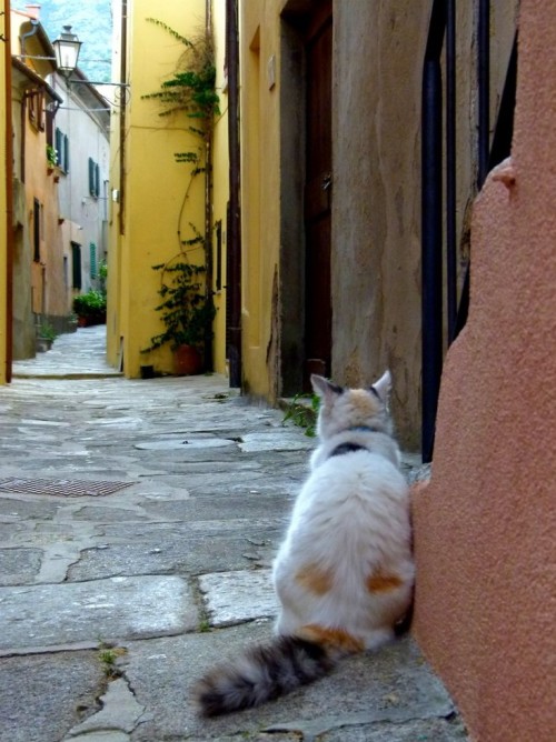 Marciana, Elba Island, Italy(via l tangelini)