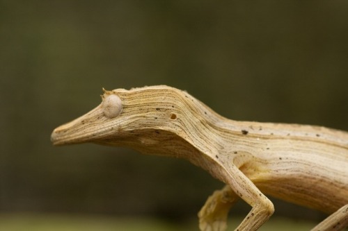 ainawgsd: Lined Leaf Tailed Gecko Of all of the species in the genus Uroplatus, U. lineatus is by fa