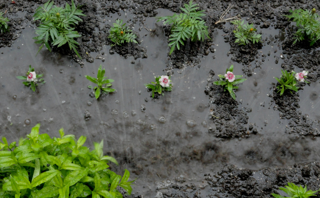 overplant:  plantyr:  hvllucinvtion:  plantyr:  lucid  mother natures blog  lil'
